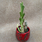 Catasetum saccatum 'Beard'