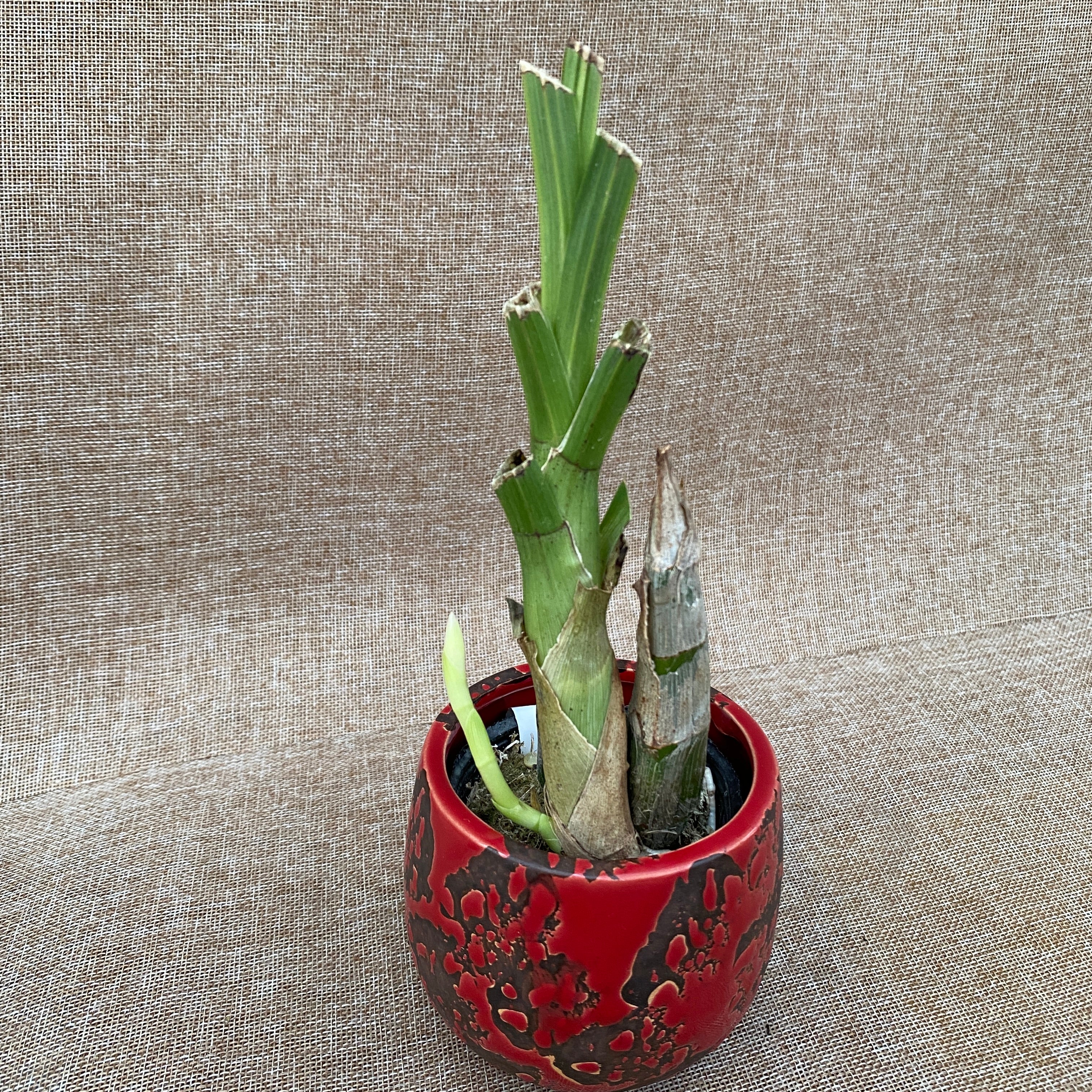 Catasetum saccatum 'Beard'