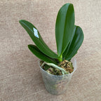 Phalaenopsis Lucky Leopard (peloric)