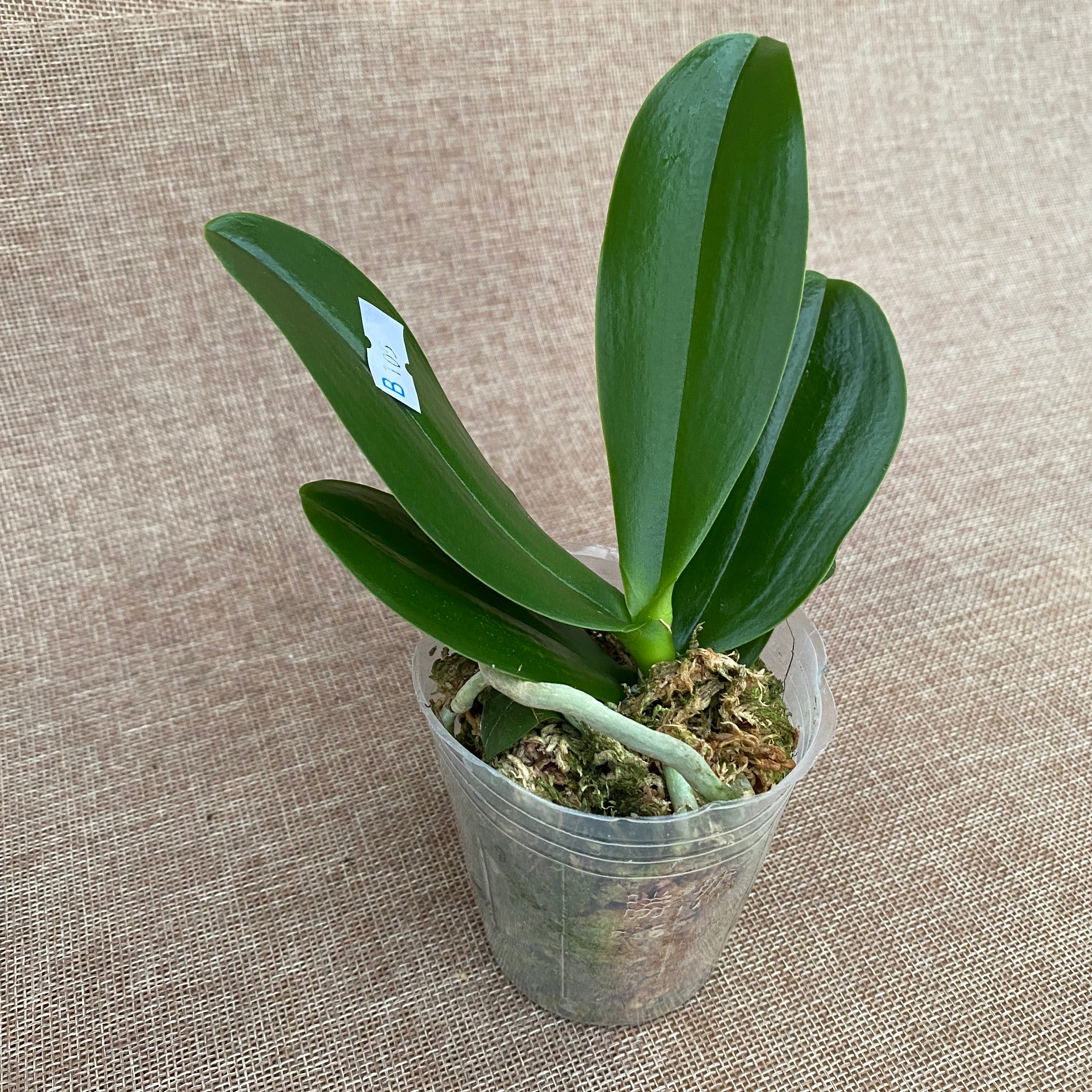 Phalaenopsis Lucky Leopard (pelorična)