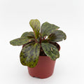 Begonia Blancii Mottled