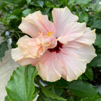 Hibiscus mix - Japanese rose with double flower