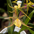 Oncidium Holm’s Wizard - flori parfumate