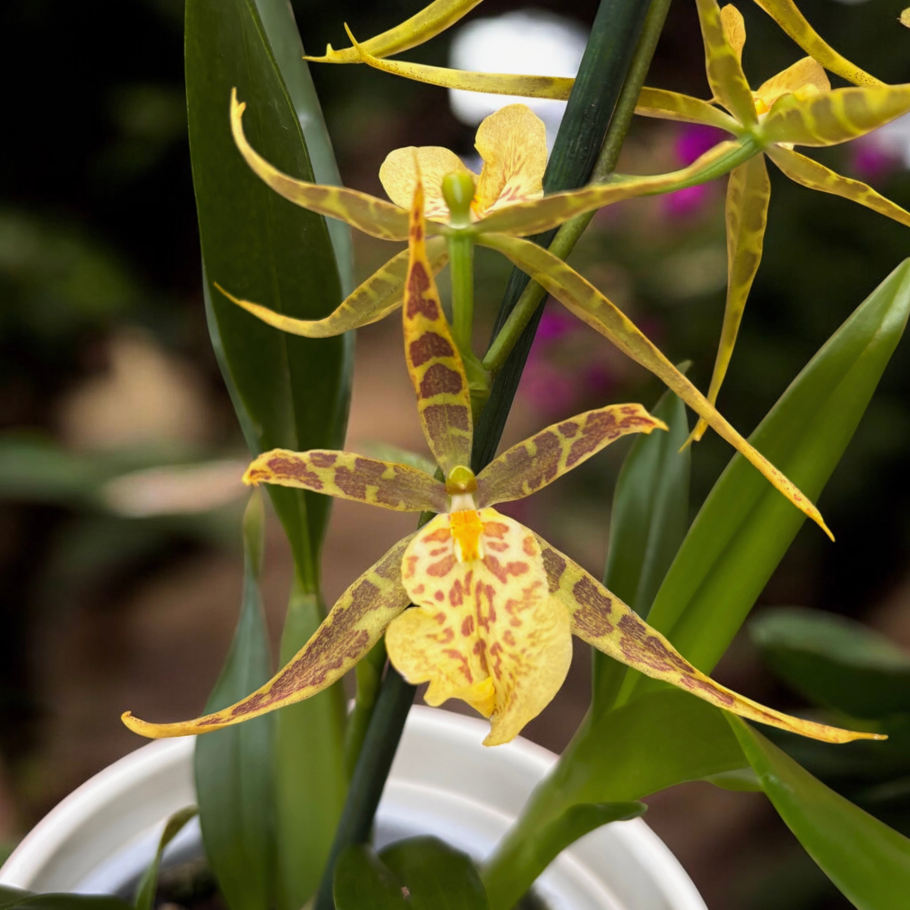 Oncidium Holm’s Wizard - flori parfumate