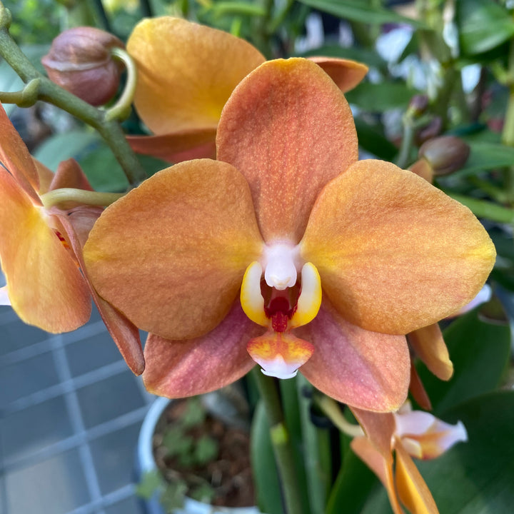 Phalaenopsis Macau