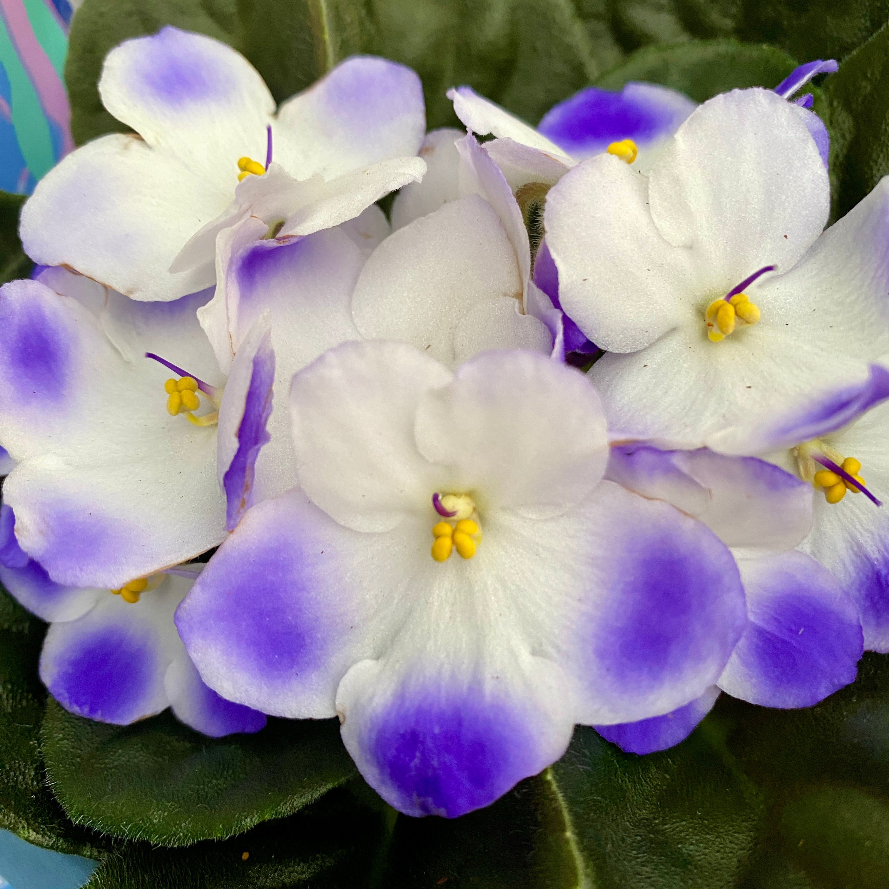 Saintpaulia Voila Blue - violete bicolore