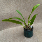 Cattleya Orglade's Grand