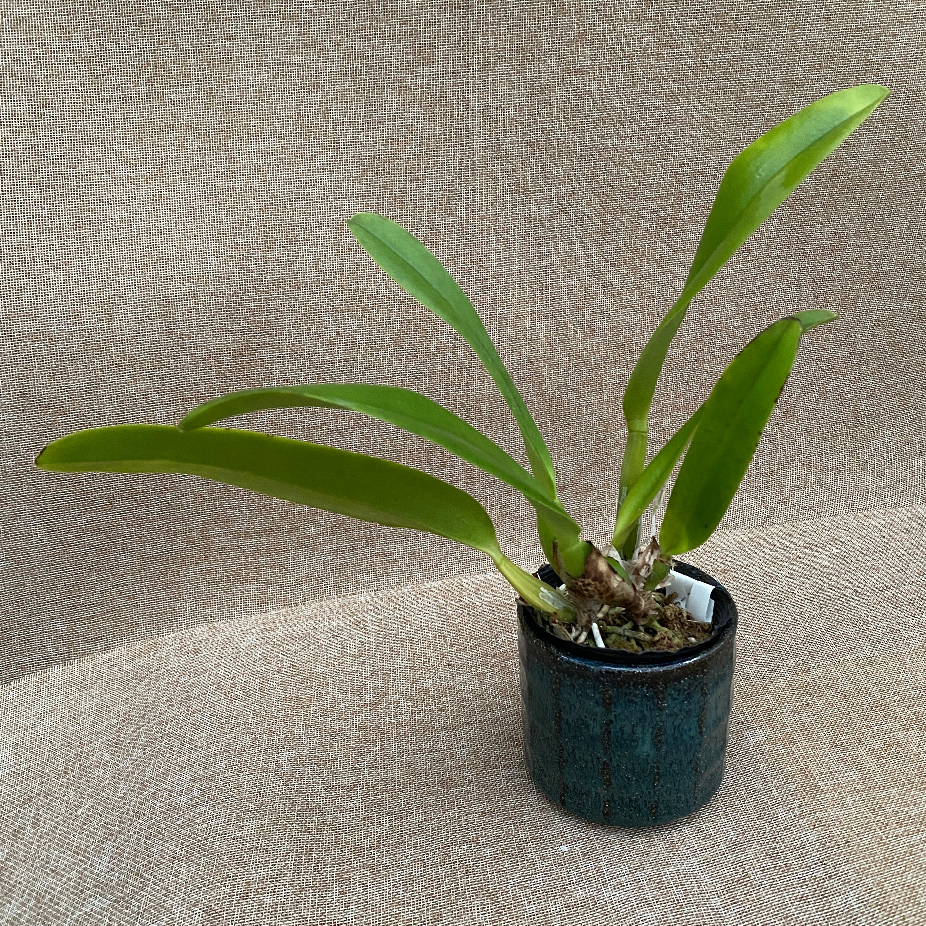 Cattleya Orglade's Grand