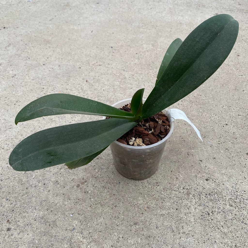 Phalaenopsis Brownie pelorique
