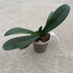 Phalaenopsis Brownie pelorisk