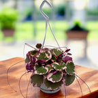 Saxifraga stolonifera ‘Tricolor’ (variegata)