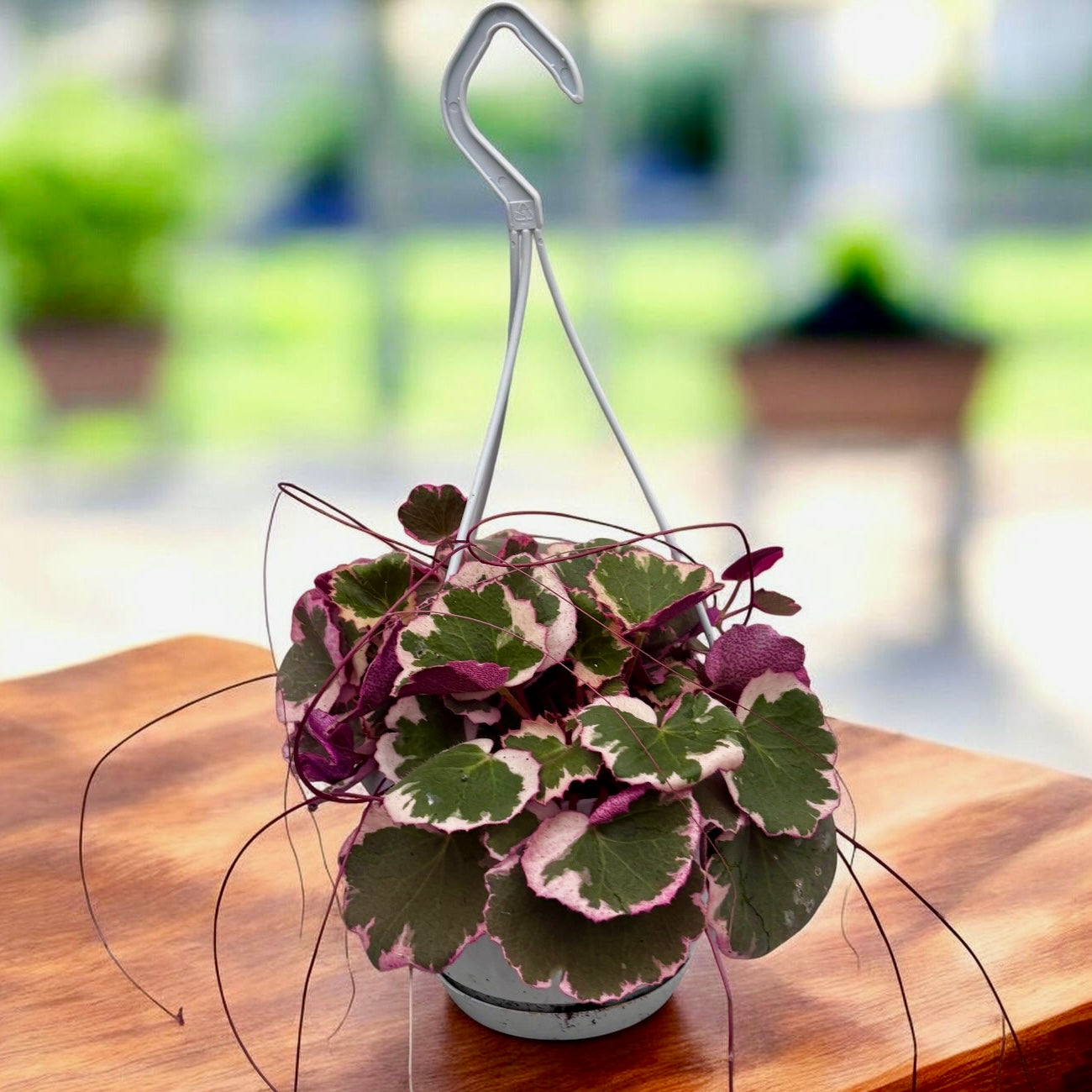 Saxifraga stolonifera ‘Tricolor’ (variegata)