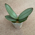 Phalaenopsis Meidarland Spring Vanilla (Silver Leaves)