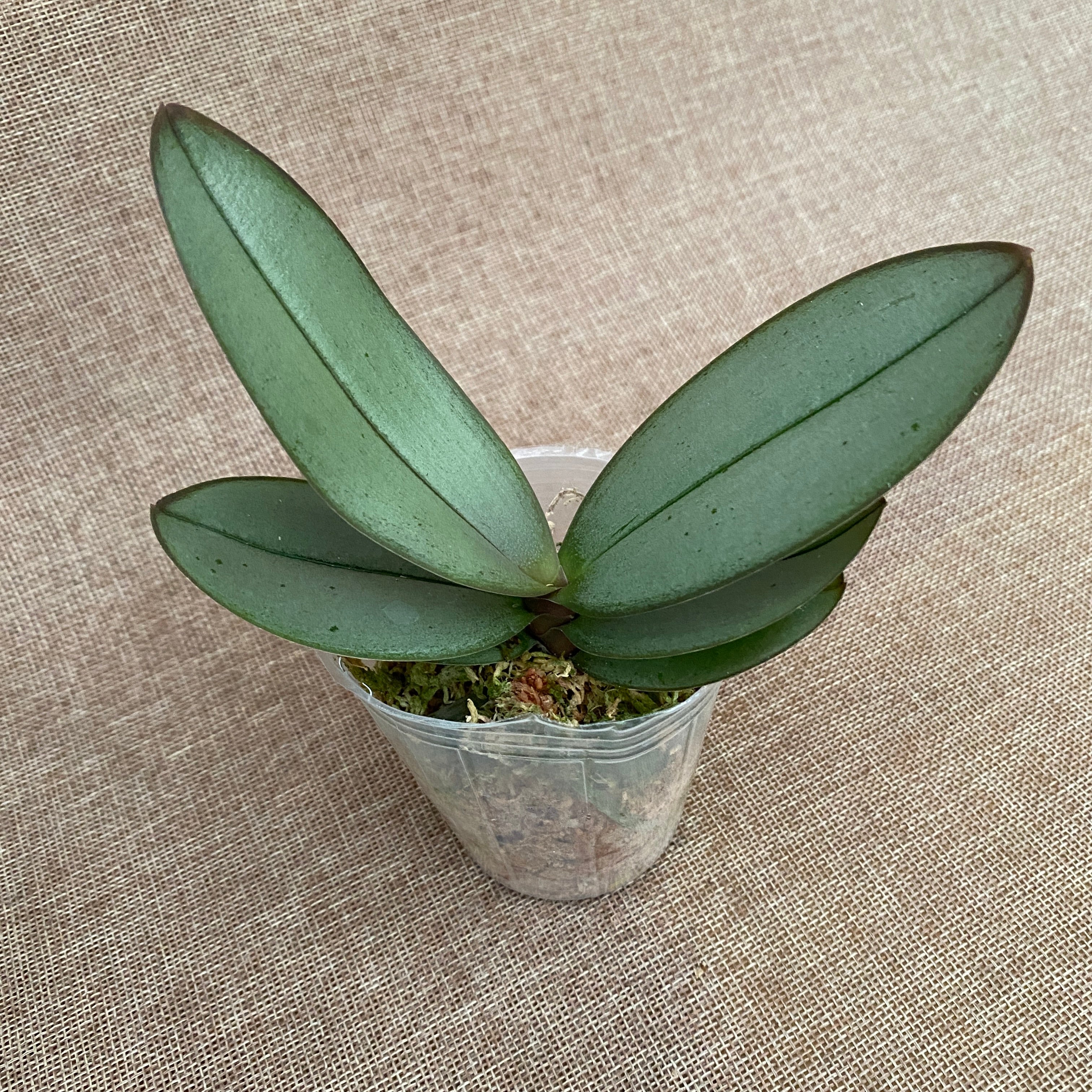 Phalaenopsis Meidarland Spring Vanille (Feuilles Argentées)