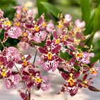 Oncidium (Cyrtocidium) Holm’s Wizard - gefleckt - sehr duftend!