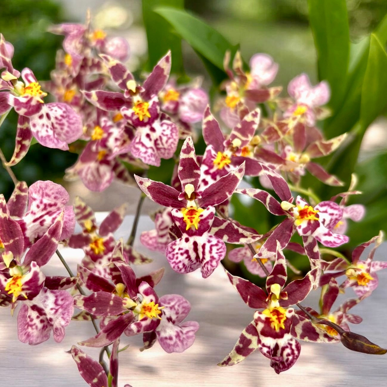 Oncidium (Cyrtocidium) Holm’s Wizard - gefleckt - sehr duftend!
