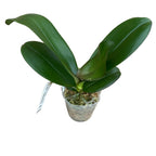 Phalaenopsis I-Hsin The Big Bang '959'