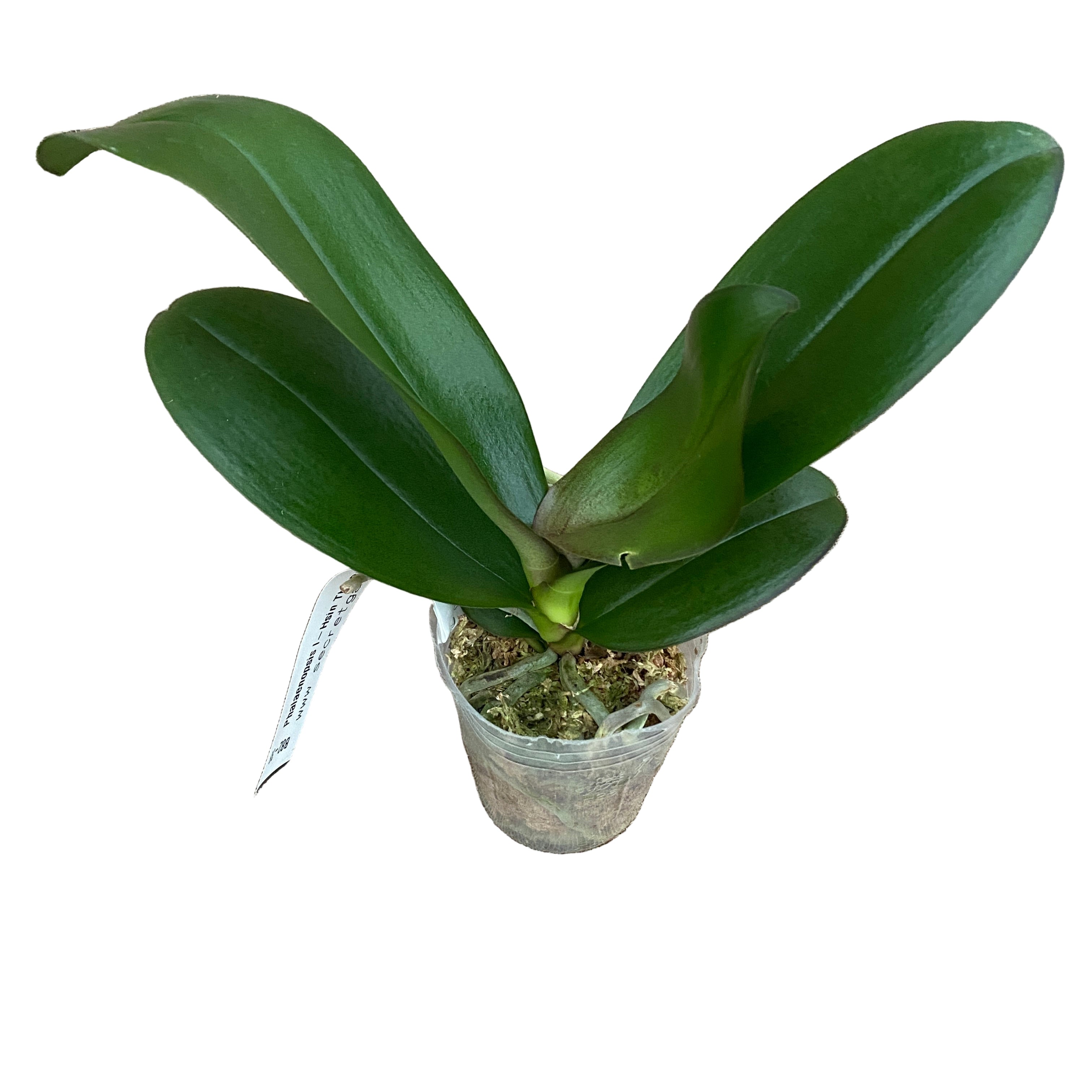 Phalaenopsis I-Hsin The Big Bang '959'