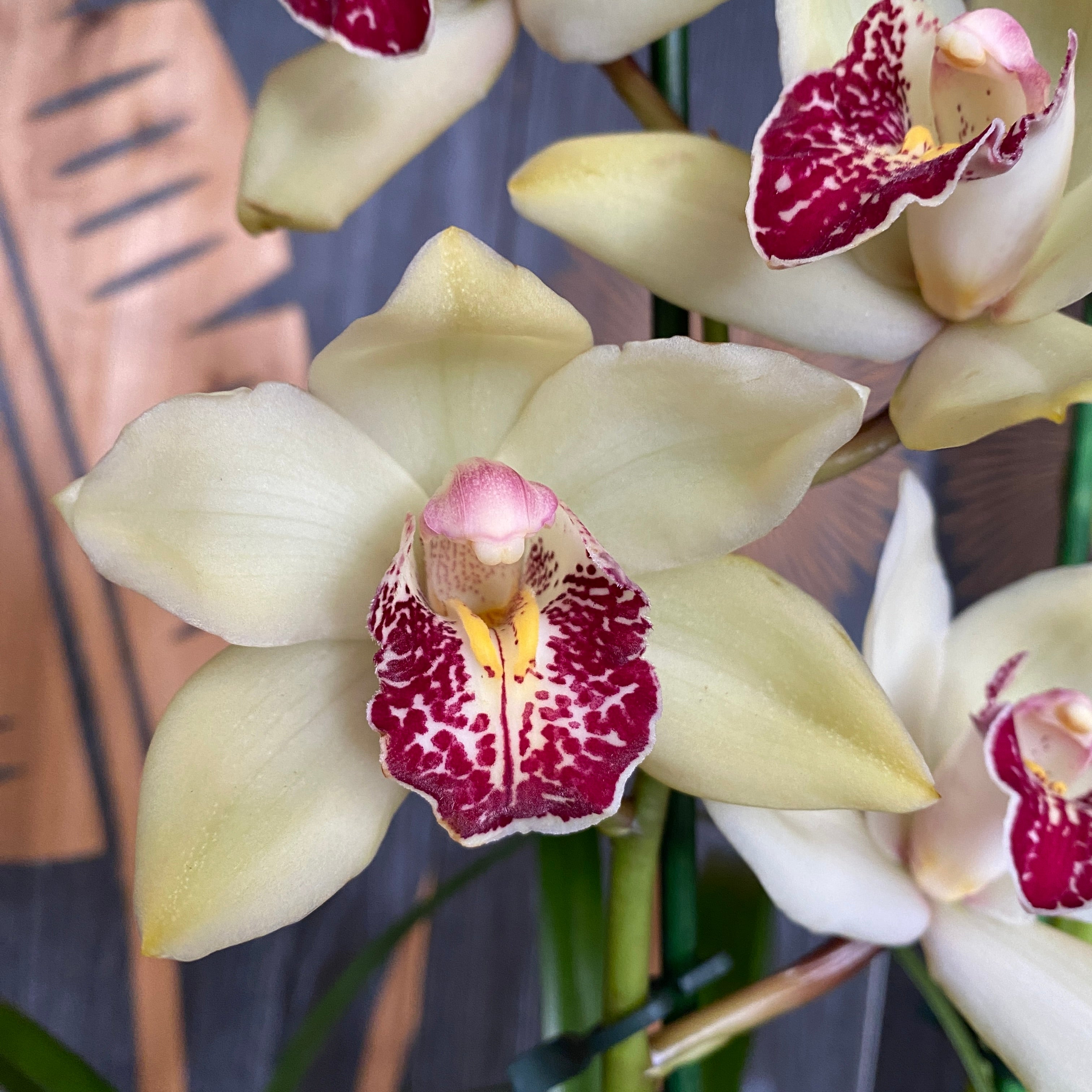 Cymbidium Summer Pearl 'Shirley'