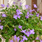 Streptocarpus saxorum XL - Trailing Streptocarpus with violet flowers