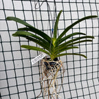 Van. Kiangchai 'Midnight Indigo' (Rhy. gigantea × Van. Thailand) parfumat