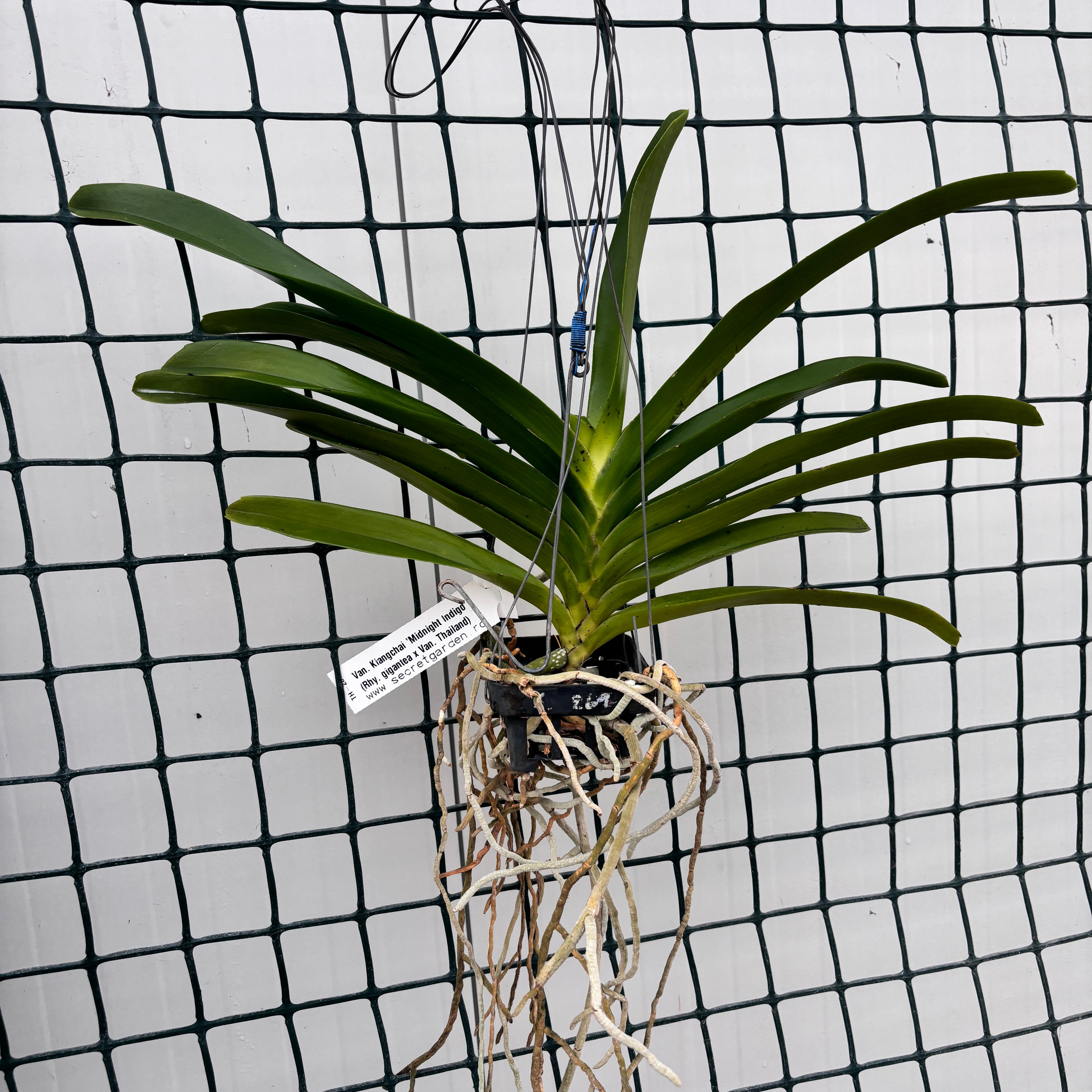 Van. Kiangchai 'Midnight Indigo' (Rhy. gigantea × Van. Thailand) profumato