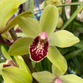 Cymbidium Suzy