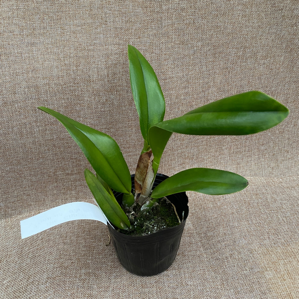 Rlc. Chomthong Delight 'Big Red Lip' - XL αρωματικά άνθη