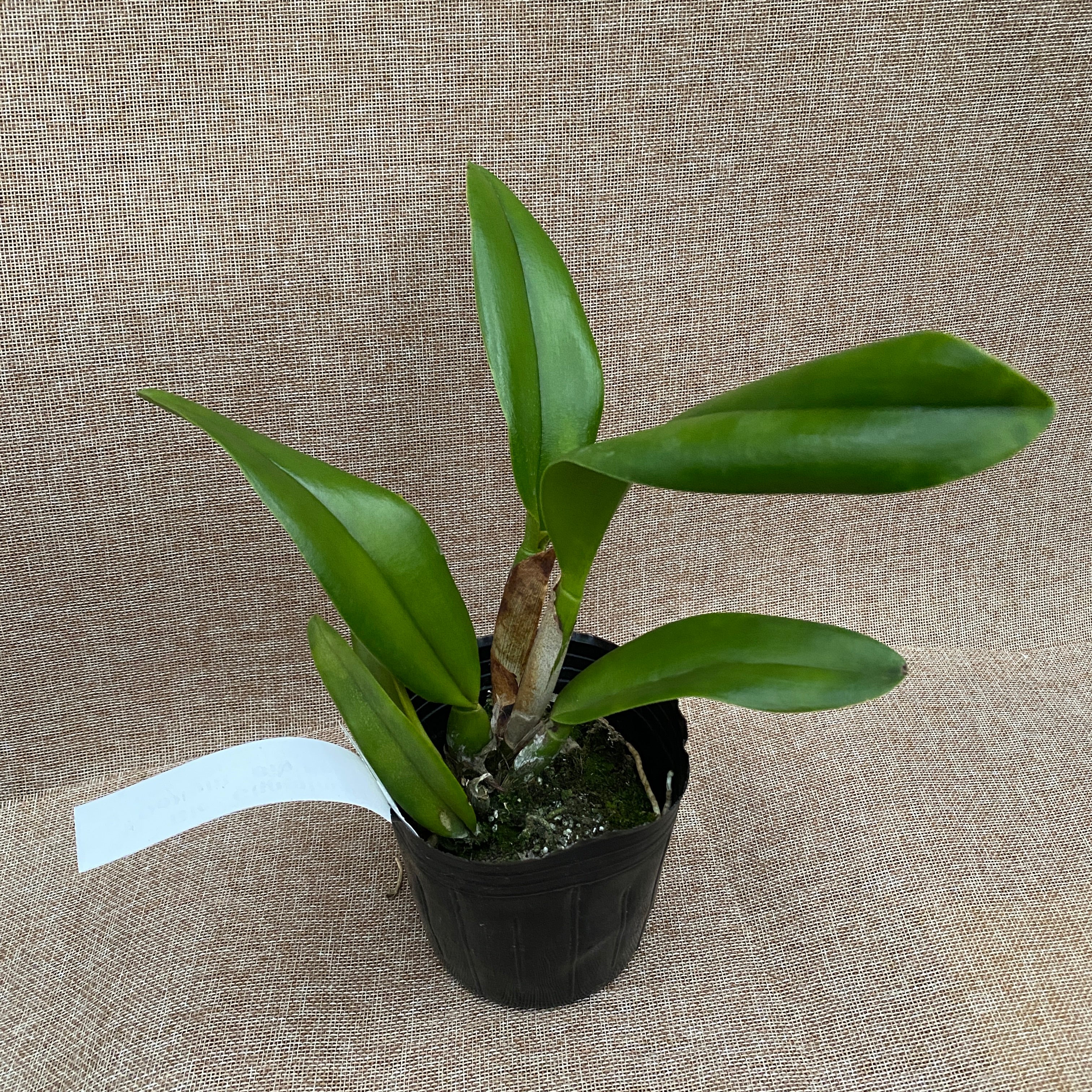 Rlc. Chomthong Delight 'Big Red Lip' - XL geurende bloemen