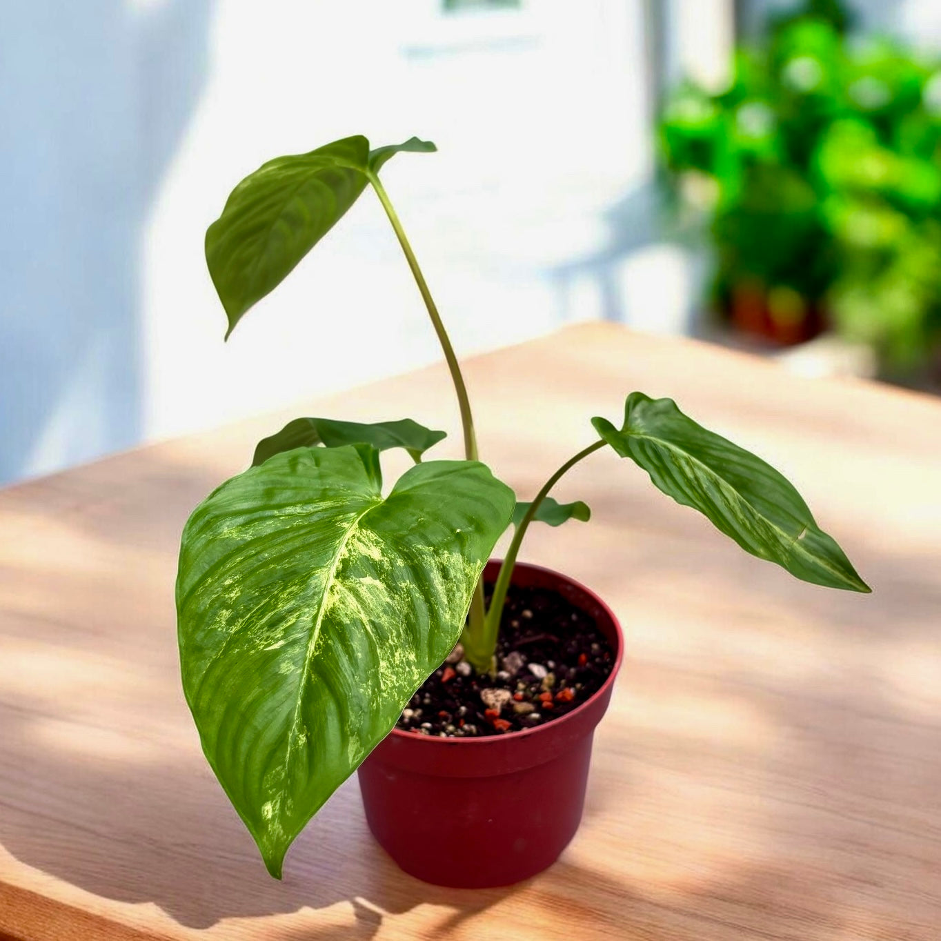 Homalomena sp. variegata – Secret Garden Plant Shop