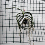 Seidenanda Teddy Bear (Vanda lamellata × Seidenfadenia mitrata) illatos