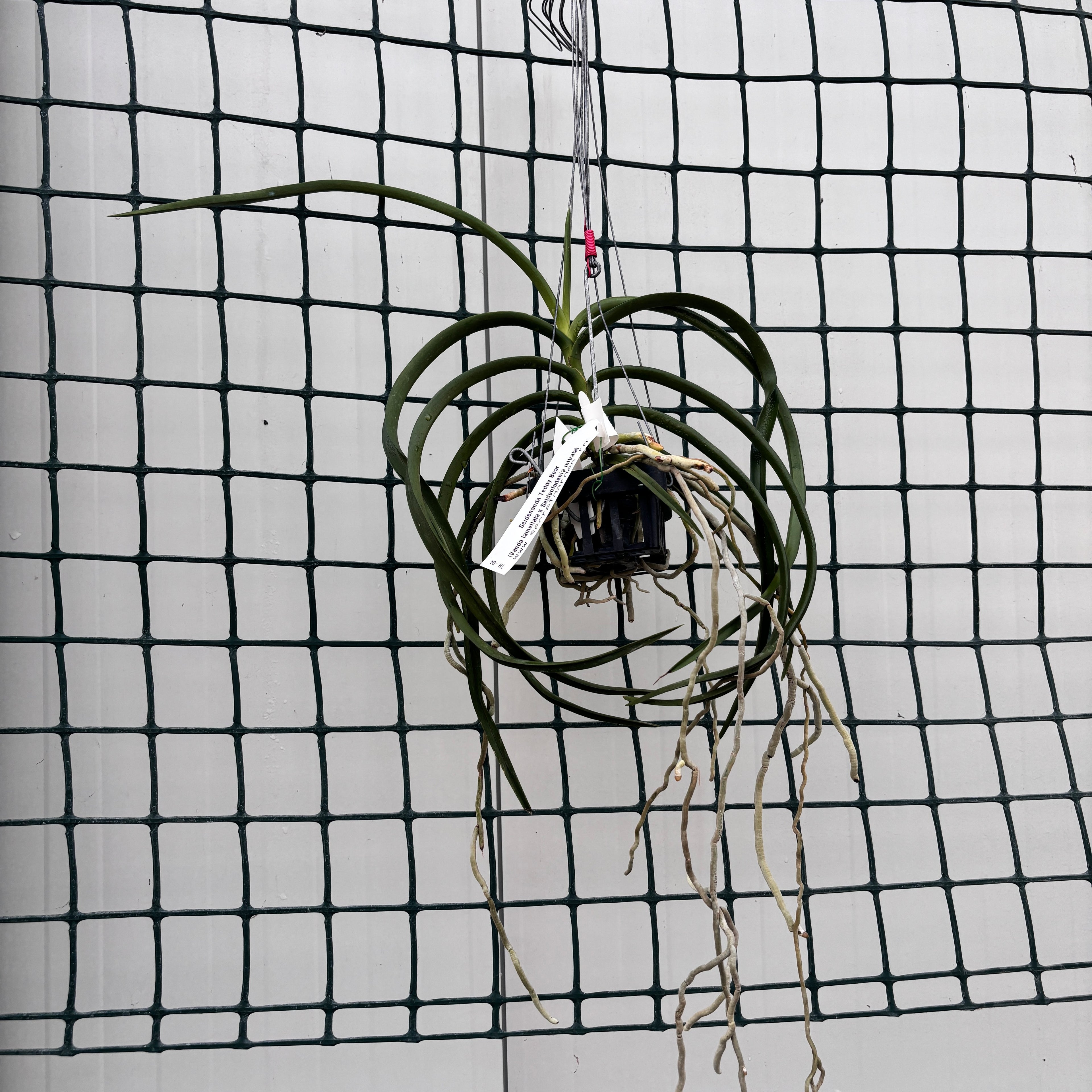 Seidenanda Teddy Bear (Vanda lamellata × Seidenfadenia mitrata) parfumata