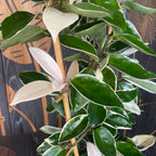 Hoya carnosa 'Krimson Queen' D17 - XXL-kappaleet