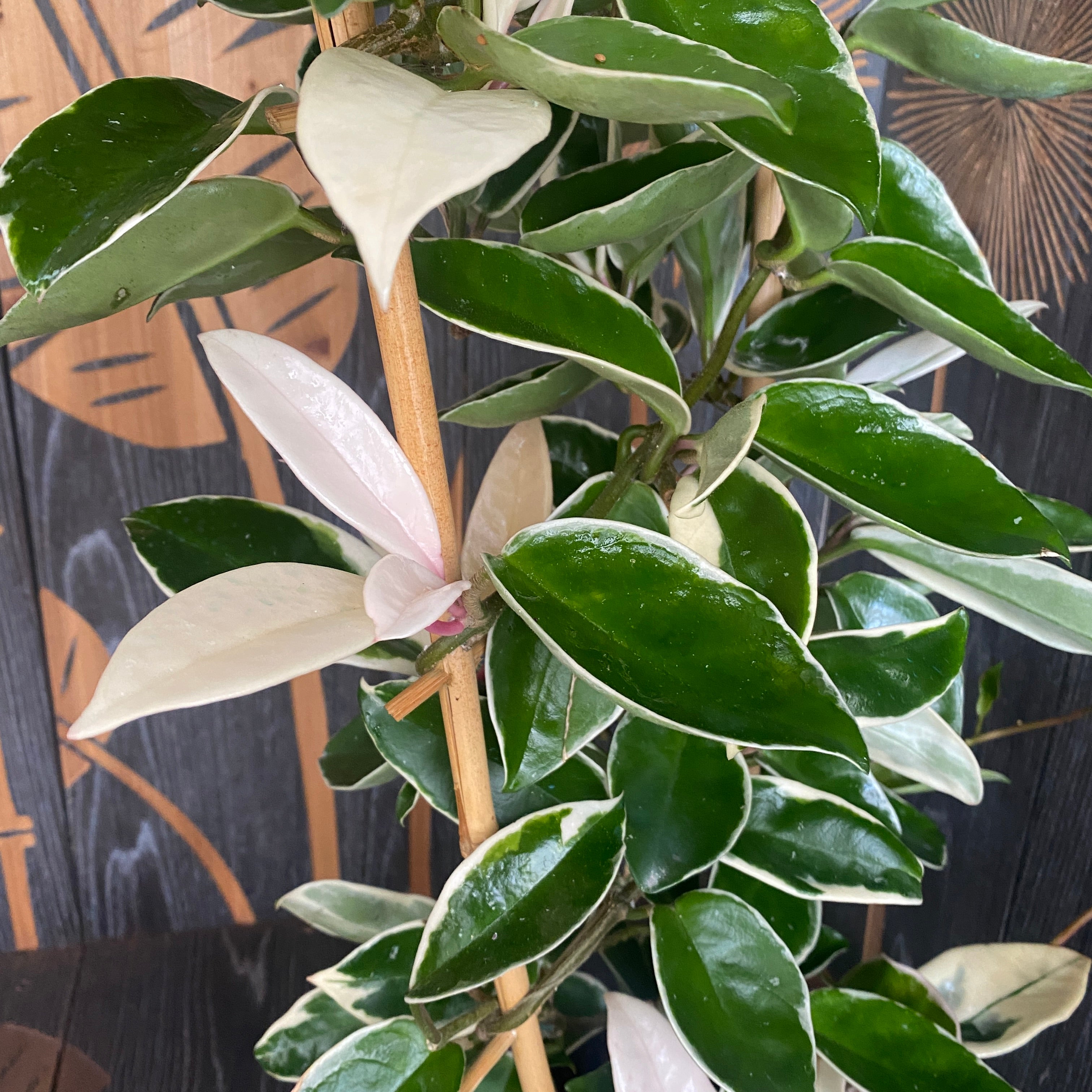 Hoya carnosa 'Krimson Queen' D17 - exemplare XXL