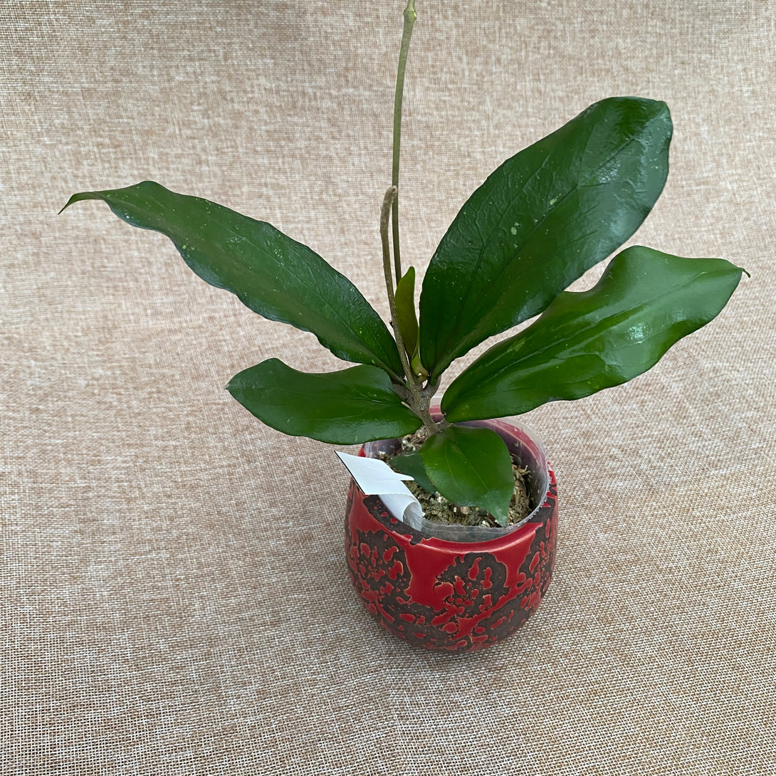 Hoya erythrina 'Red' (Nara)