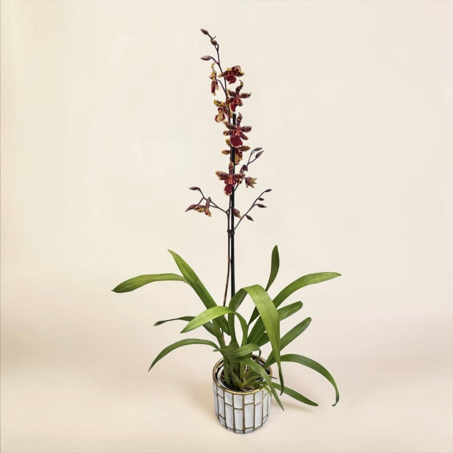 Colmanara Wildcat 'Petite Sirah'