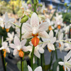 Phalaenopsis Mini Mark