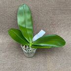 Phalaenopsis Perfection Is 'Chen' tuoksuvat kukat