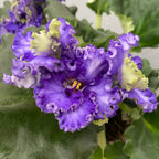 Violete de Parma crete - Saintpaulia 'Curlies Ocean Fi'
