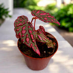 Begonia Pink Lady