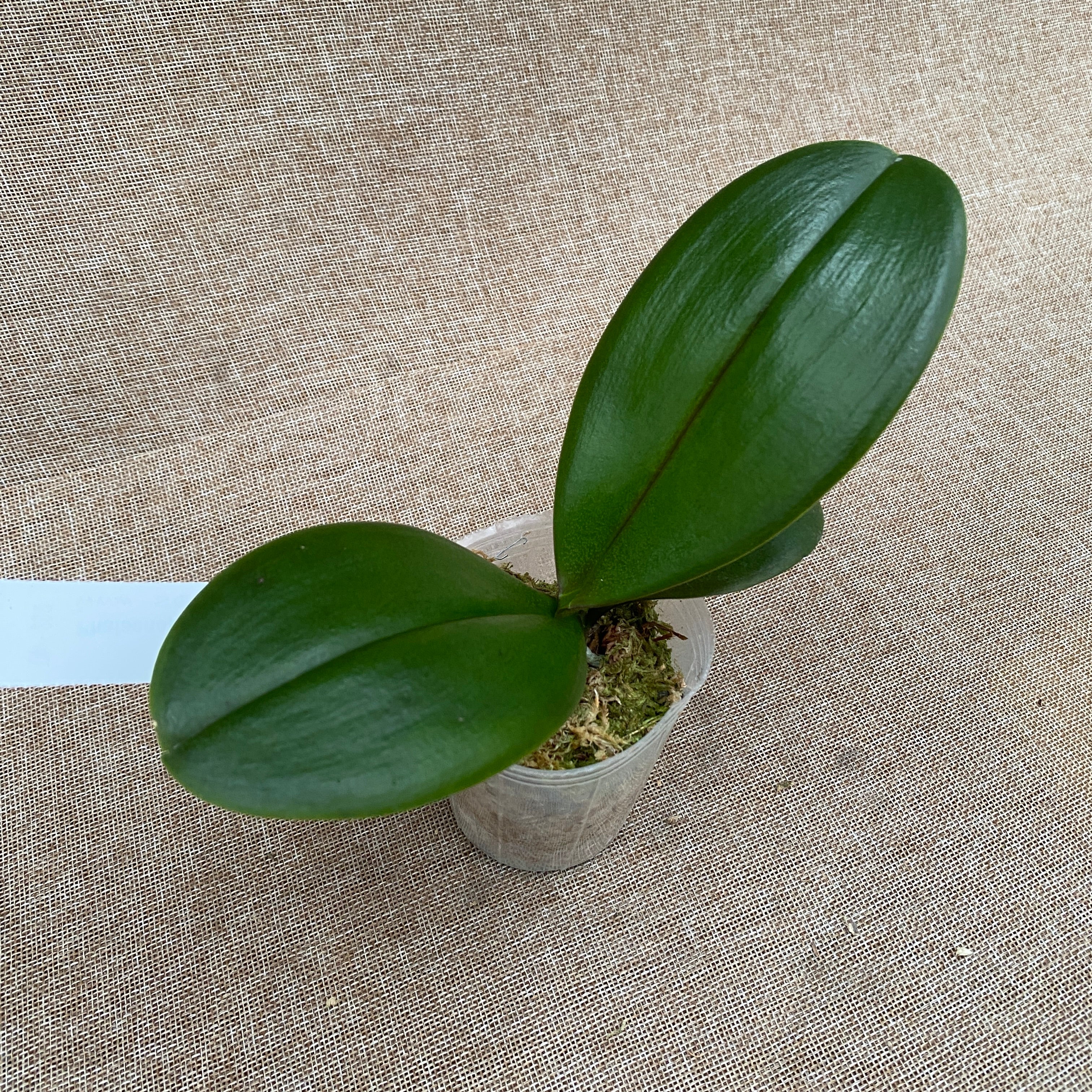 Phalaenopsis Taiwan Leopard (peloric)