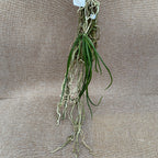 Seidenfadenia (Aerides) Mitrata 'Κίτρινο'