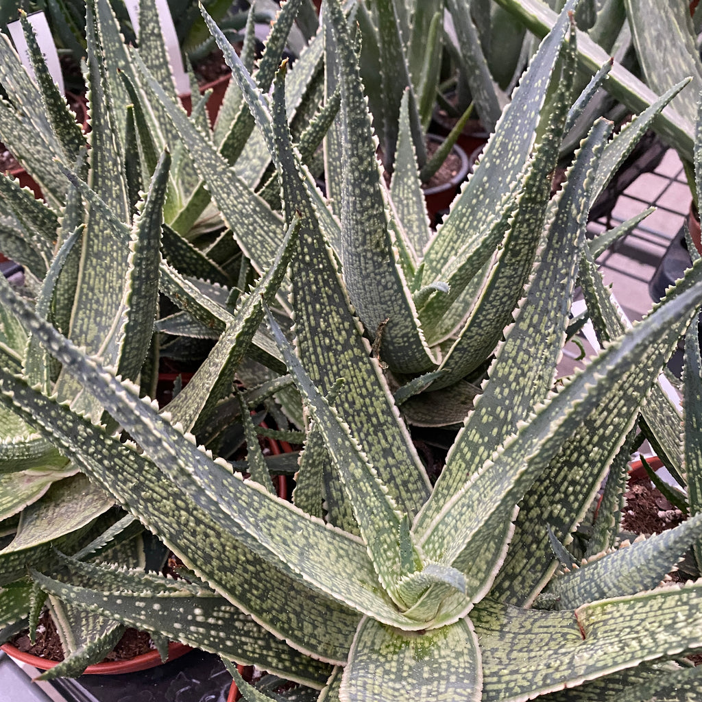 Aloe Safari Molo