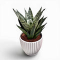 Sansevieria ‘Star Ming Green Marble’ - limba soacrei cu frunzis marmorat