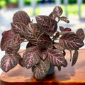Episcia cupreata 'Tier Noche'