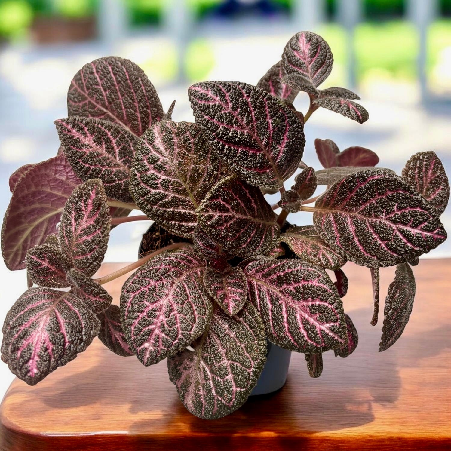 Episcia cupreata 'Tier Noche'