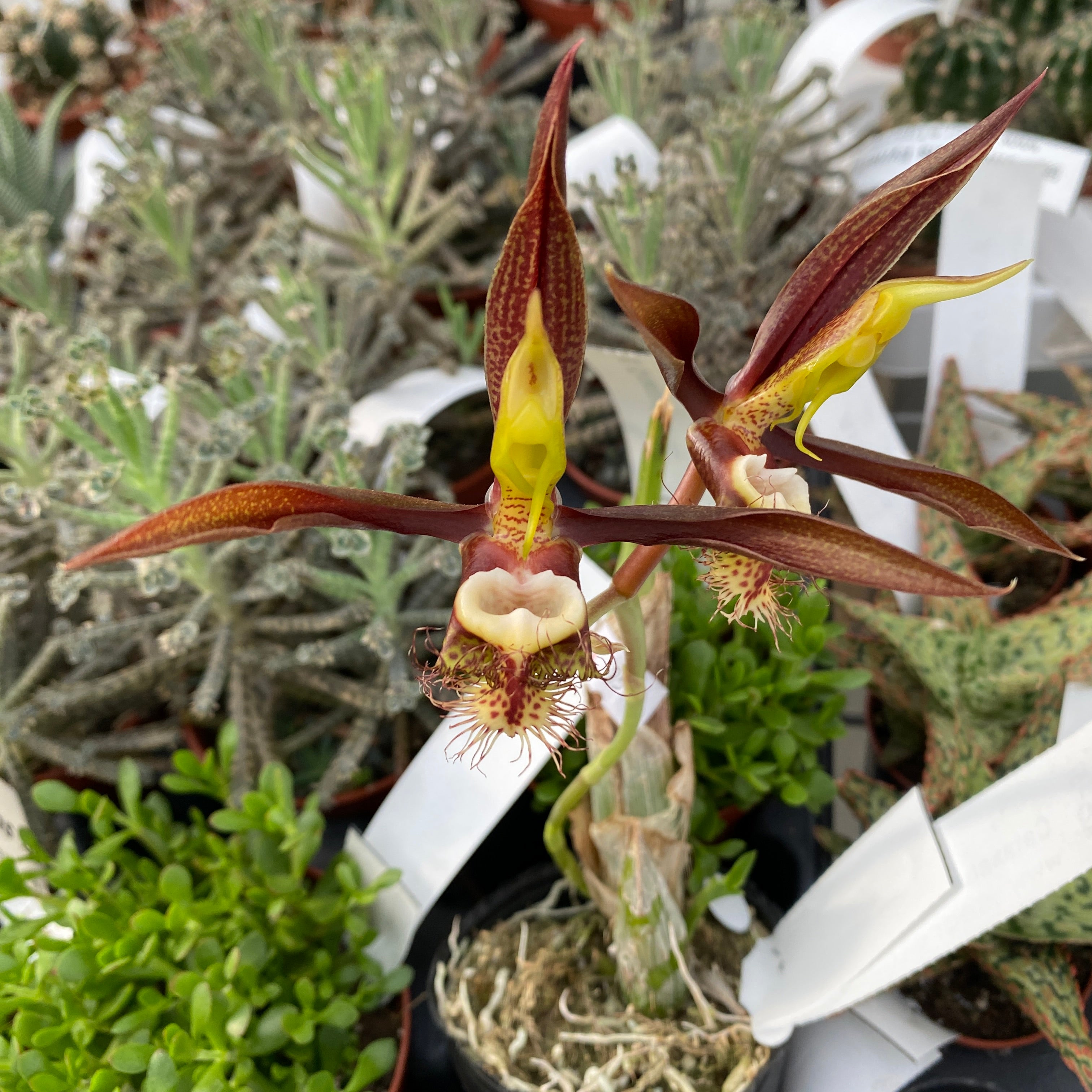 Catasetum saccatum 'Beard'