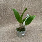 Rth. Shinfong Little Sun 'Youngmin Golden Boy' - parfumat