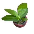 Phalaenopsis bellina *fragrant