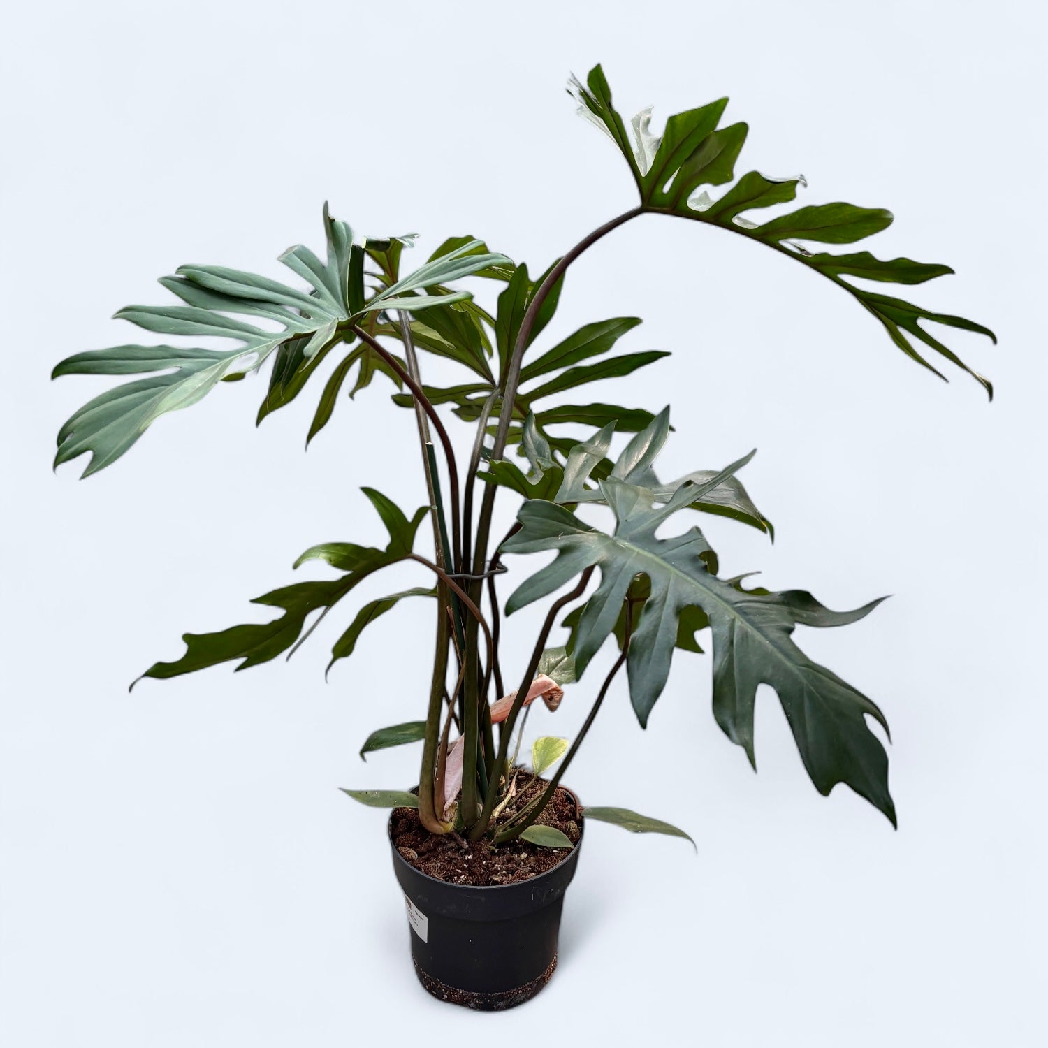 Philodendron Mayoi - exemplare XL (2 plante/ghiveci)